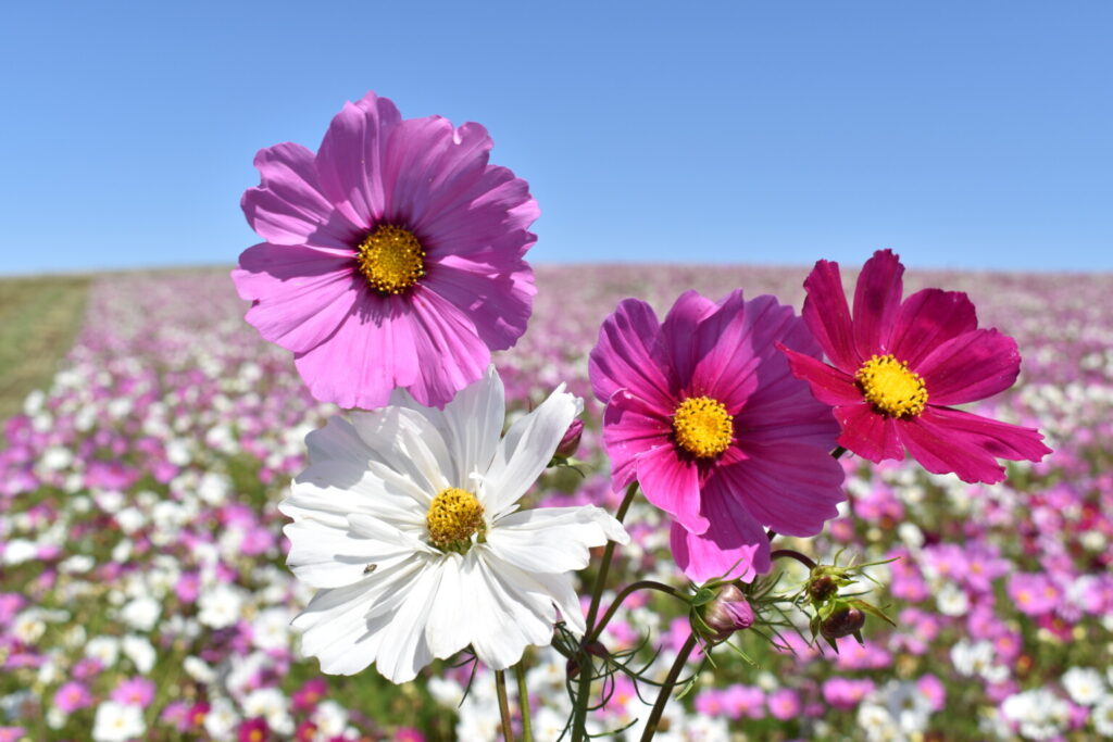 Silver Falls Seed Company Cosmos Bipinnatus Sensation Mix