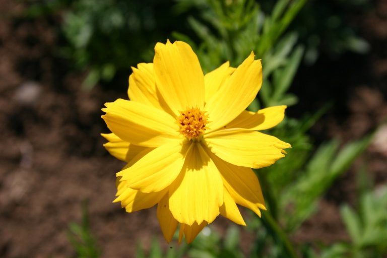 Silver Falls Seed Company Cosmos Sulphur Yellow