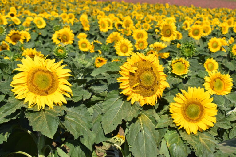 Silver Falls Seed Company Sunflower Dwarf Sunspot