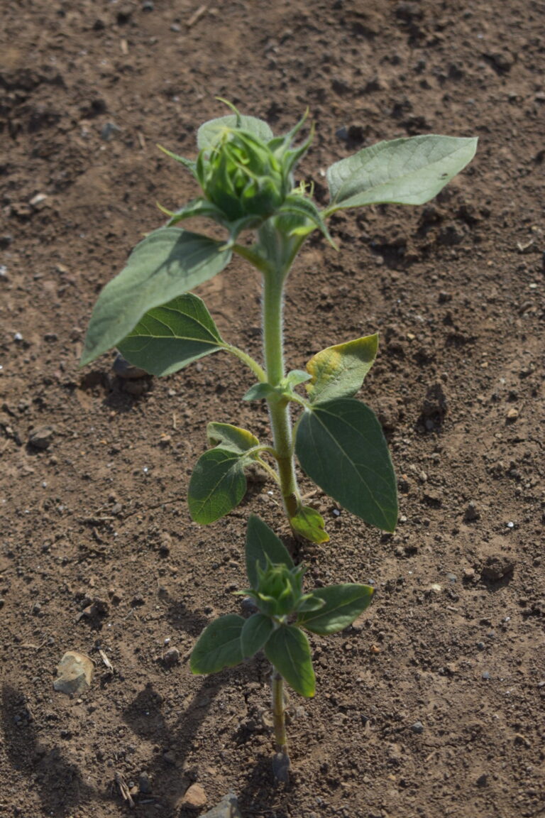 Silver Falls Seed Company Sunflower Dwarf Sunspot