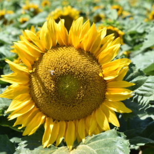 Silver Falls Seed Company Sunflower Dwarf Sunspot