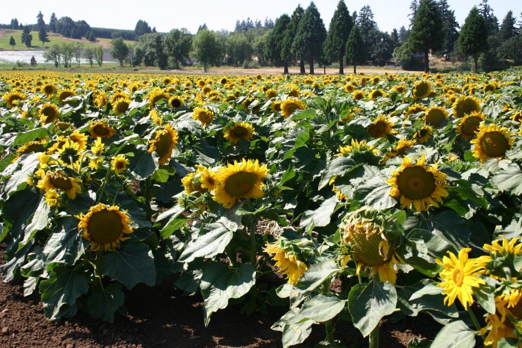 Silver Falls Seed Company Sunflower Dwarf Sunspot