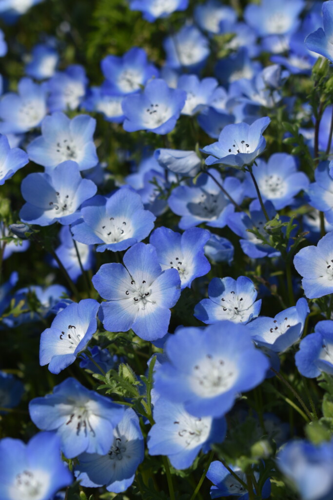 Baby Blue Eyes Wildflower Flowers Blue Baby's Breath, 1500+ Premium Seeds, Beaut
