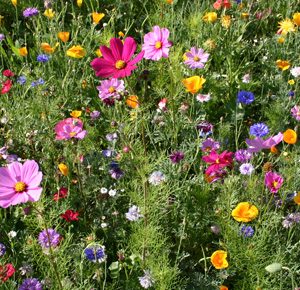 Flower Seed Mixes and Blends