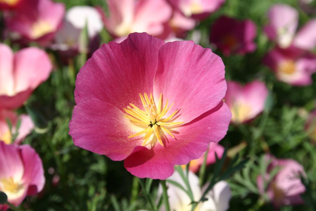 Silver Falls Seed Company - Poppy - California Purple Gleam