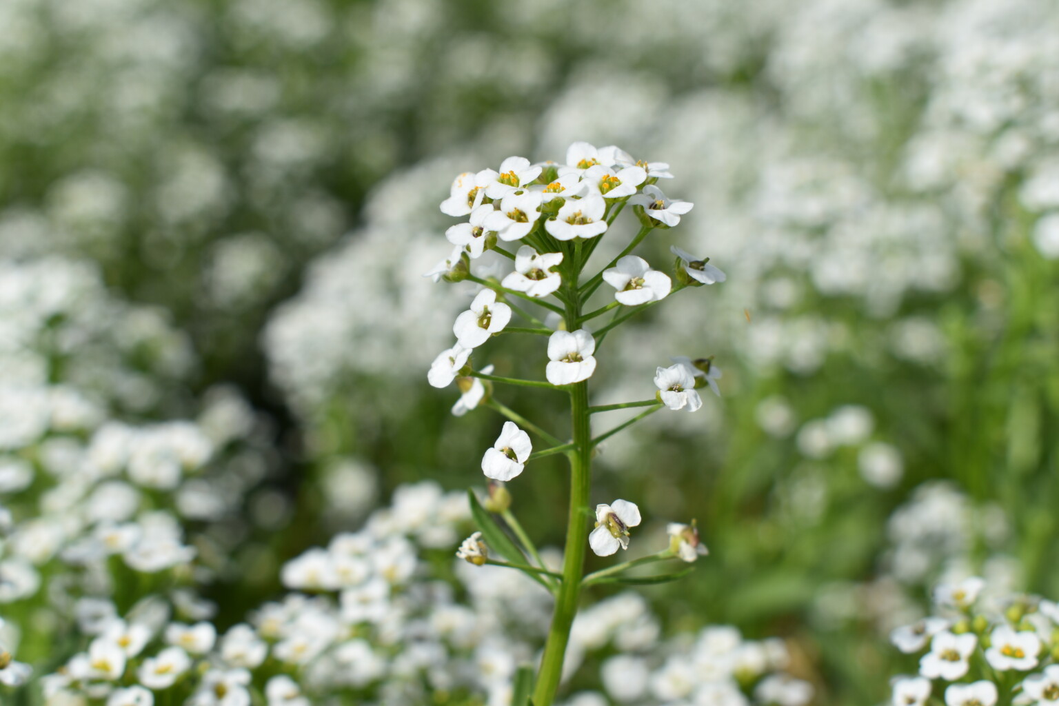 Silver White Falls - Sweet Tall Alyssum - Seed Company