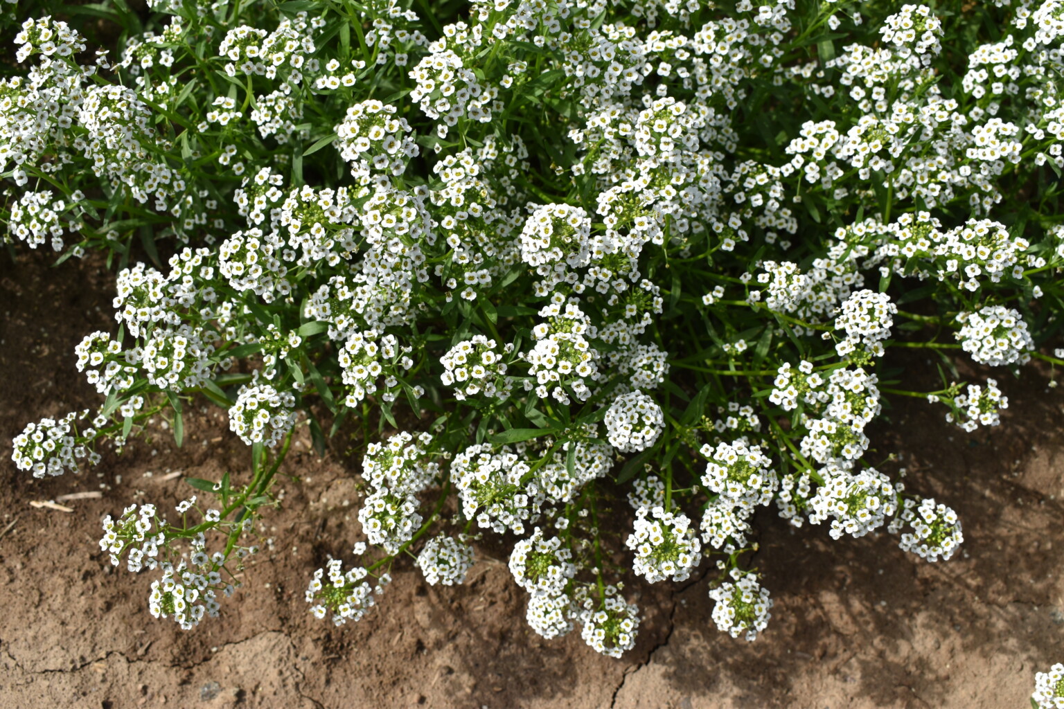 Alyssum Silver - Tall Seed White Sweet Company Falls -