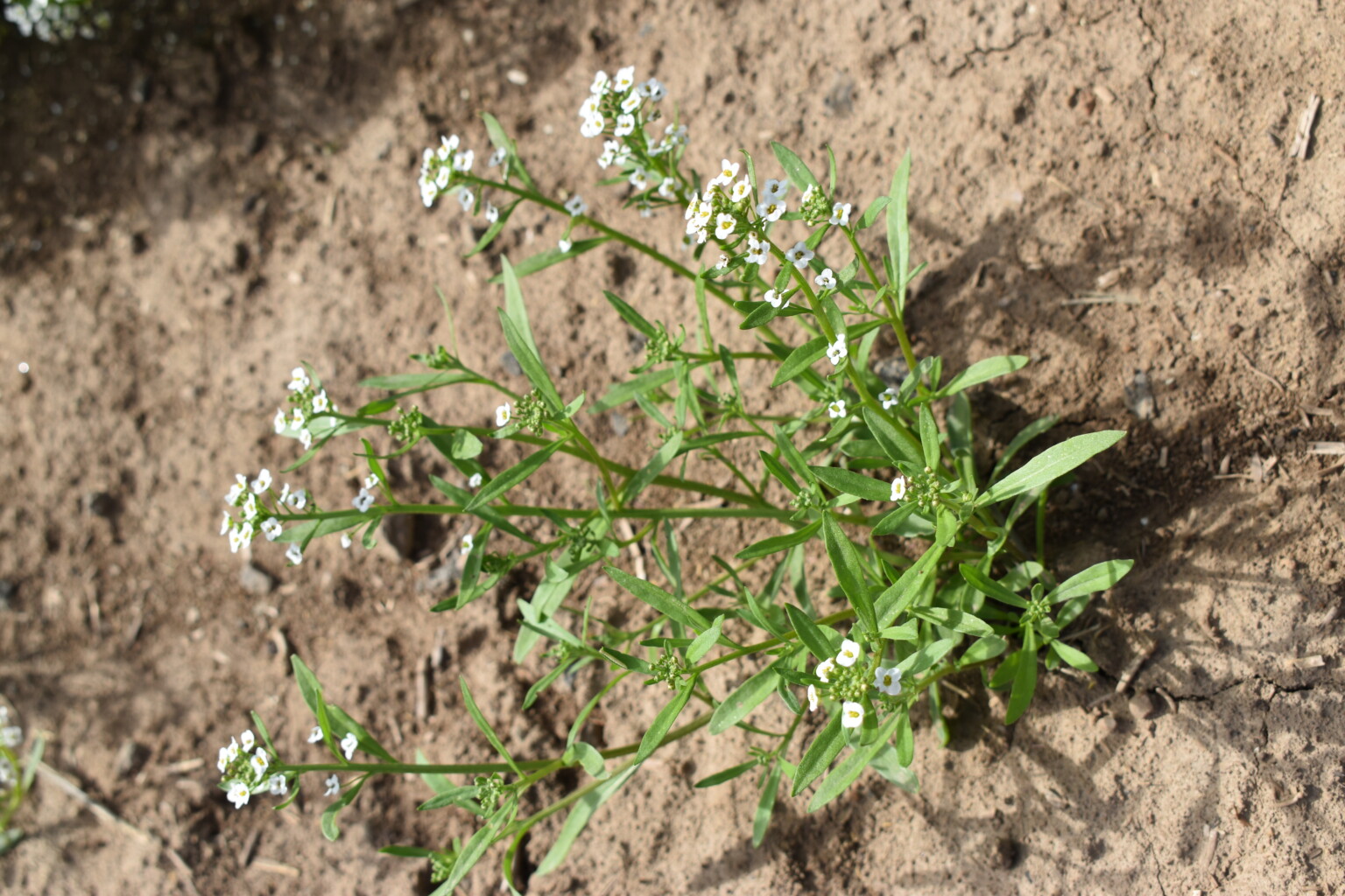 Silver Falls Seed Company White Sweet Tall - Alyssum 