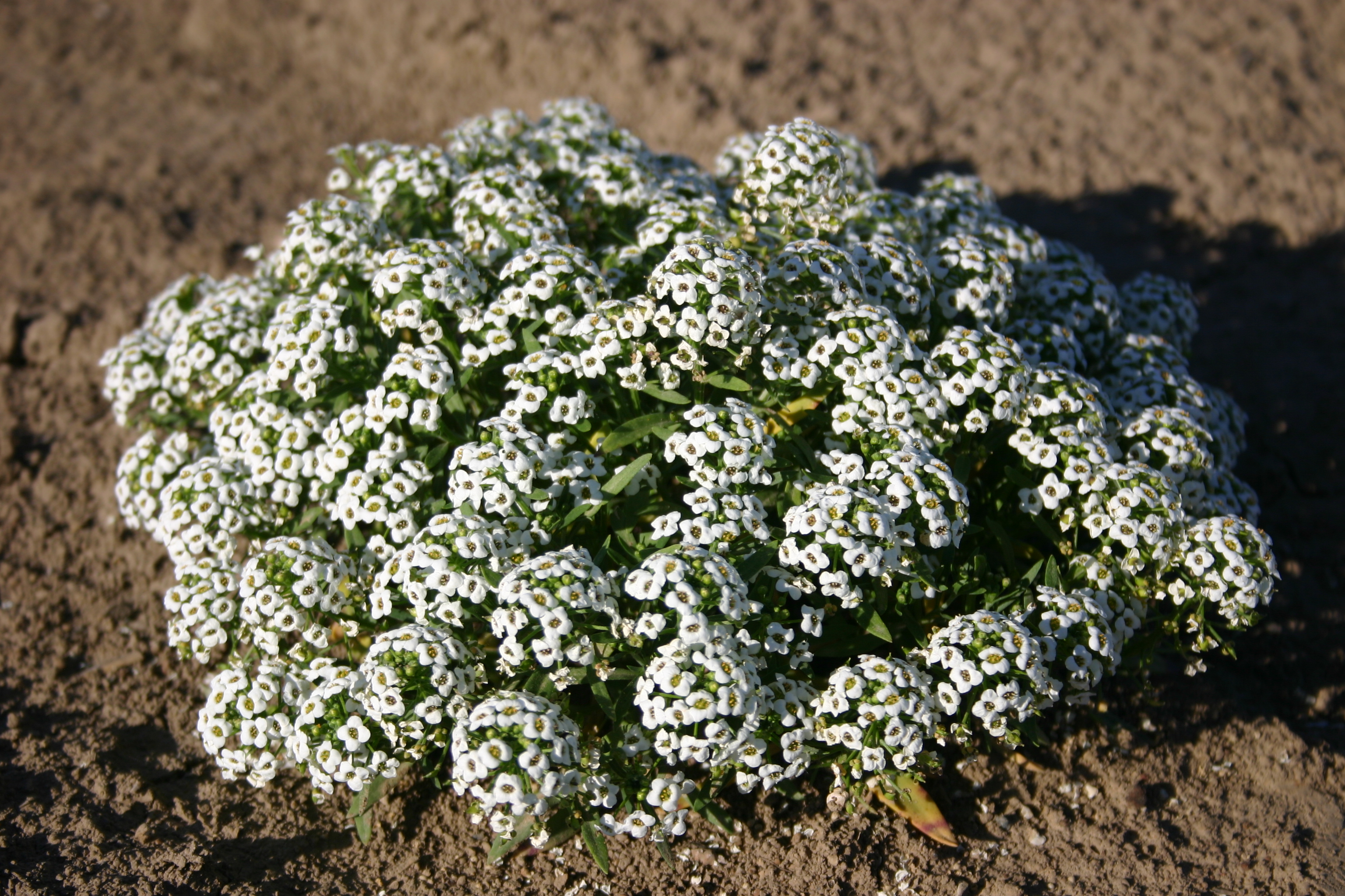 snow flower plant