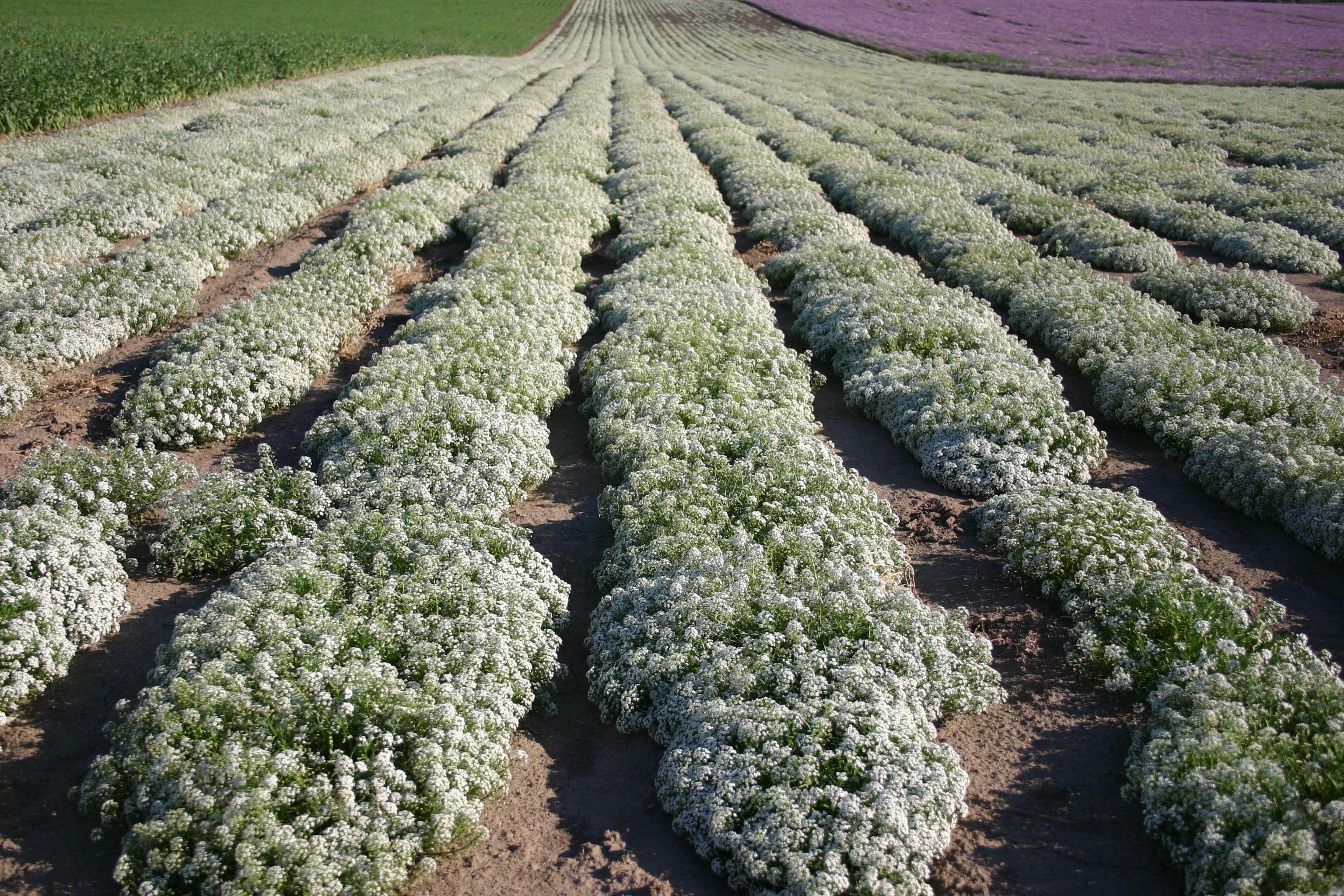Alyssum Carpet of Snow Flower Kings Seeds Pictorial Packet 