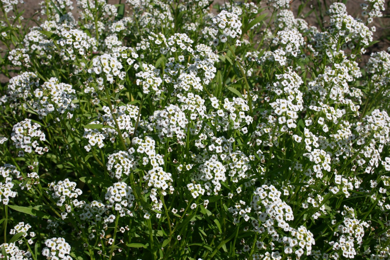 Falls Alyssum Sweet - Silver Tall Seed White Company -