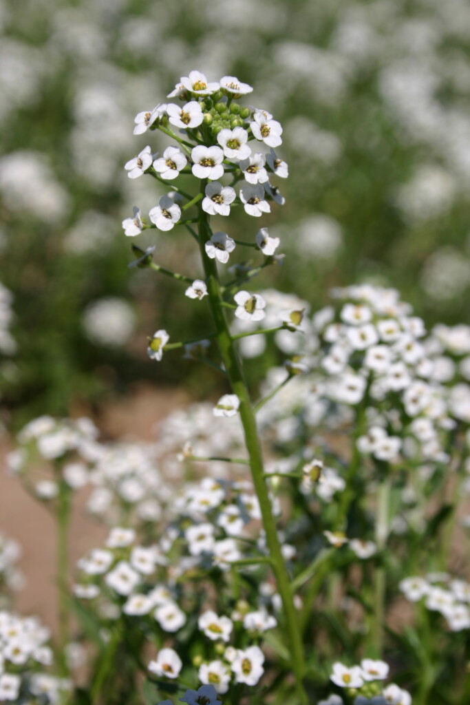 - Tall White Sweet Seed Silver - Alyssum Company Falls