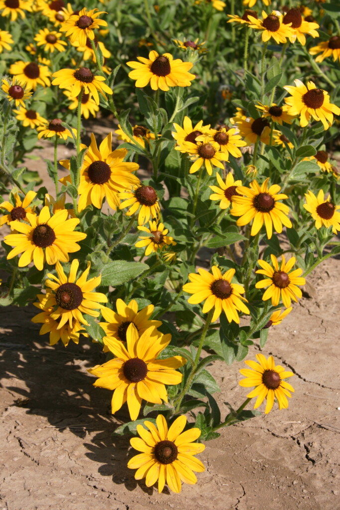 1/8th POUND of  BLACK EYED SUSANS PERENNIAL FLOWER SEED TWO OUNCE