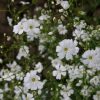 Baby's Breath Covent Garden White