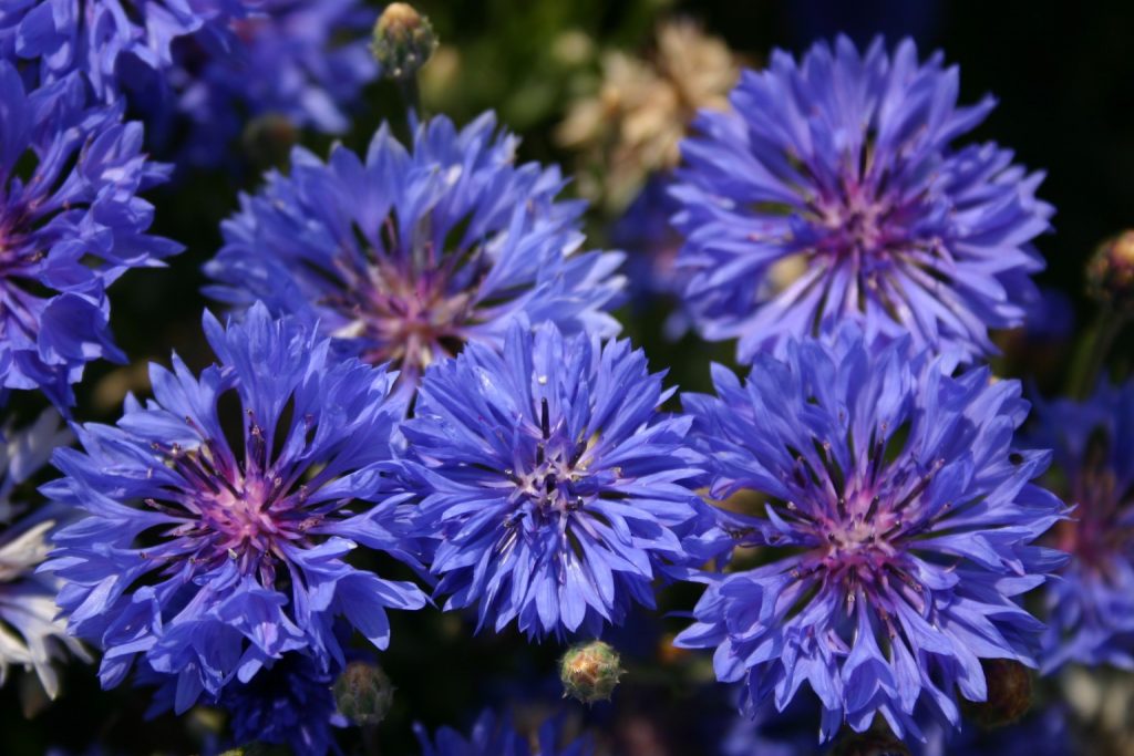 Bachelor Button Dwarf Blue