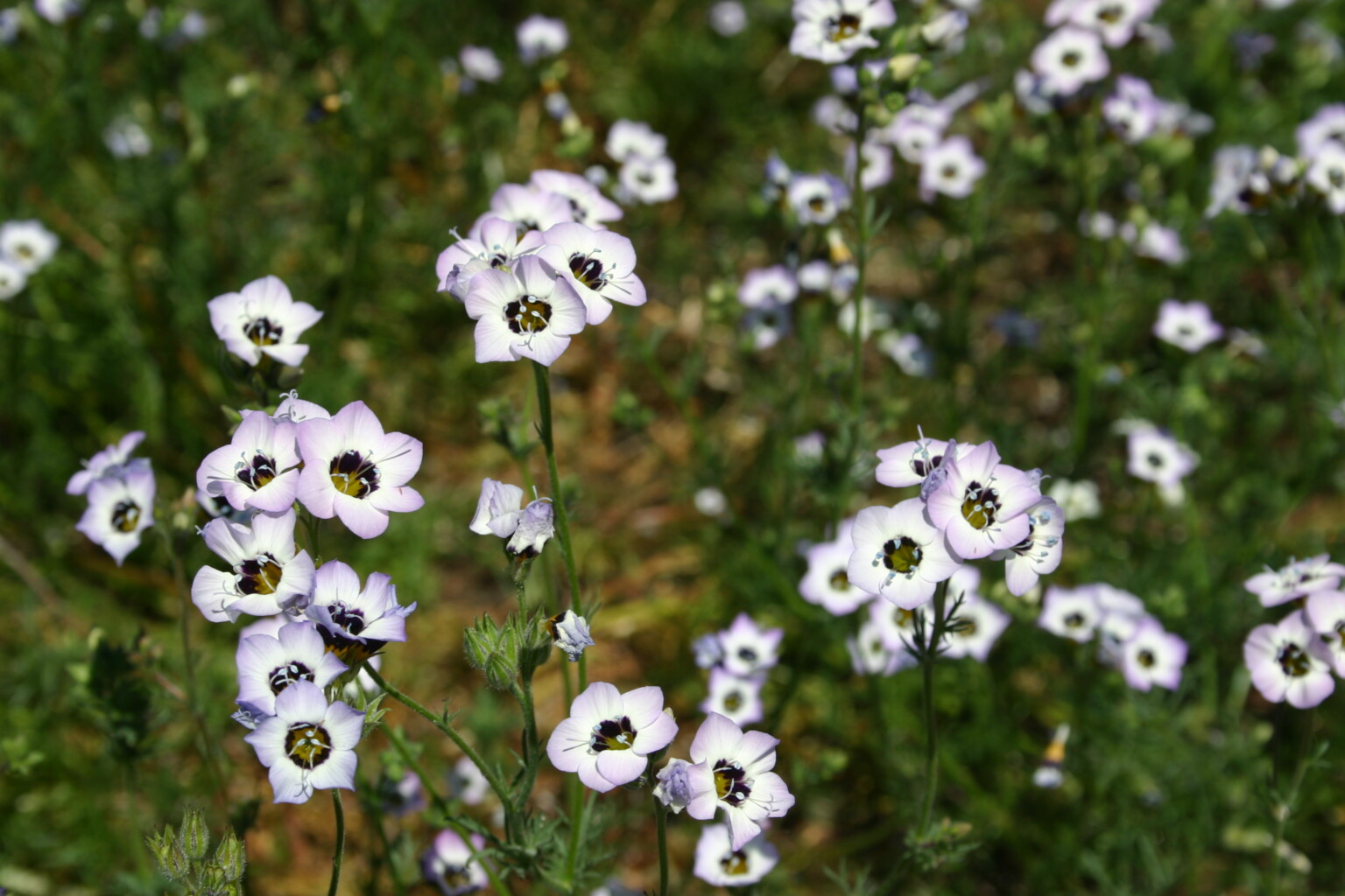 Silver Falls Seed Company Gilia Bird's Eye