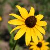 Black-Eyed Susan