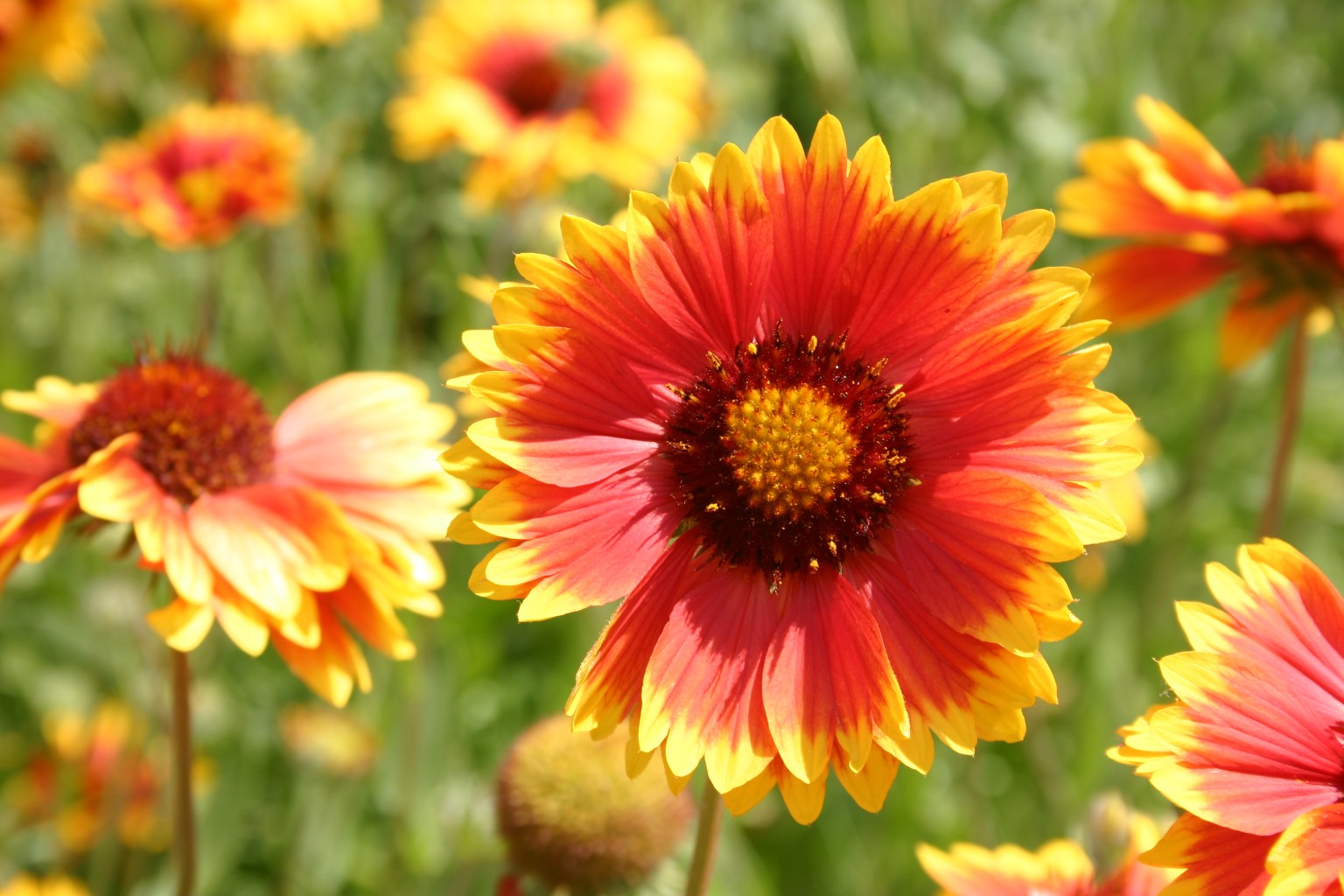 All Perennial Wildflower Seed Mix