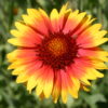 Blanketflower - Indian Perennial