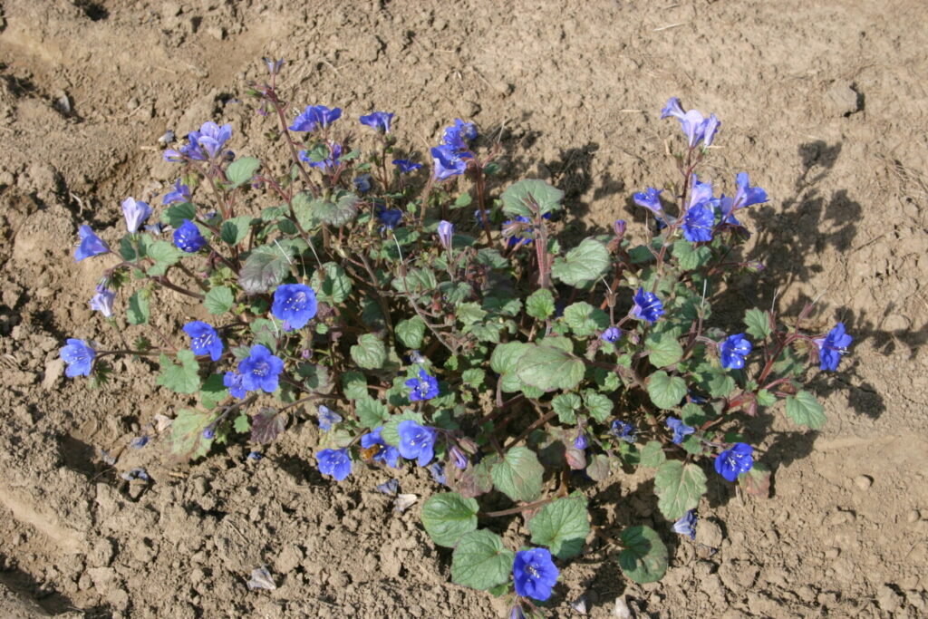 Silver Falls Seed Company - Phacelia - Bluebell California