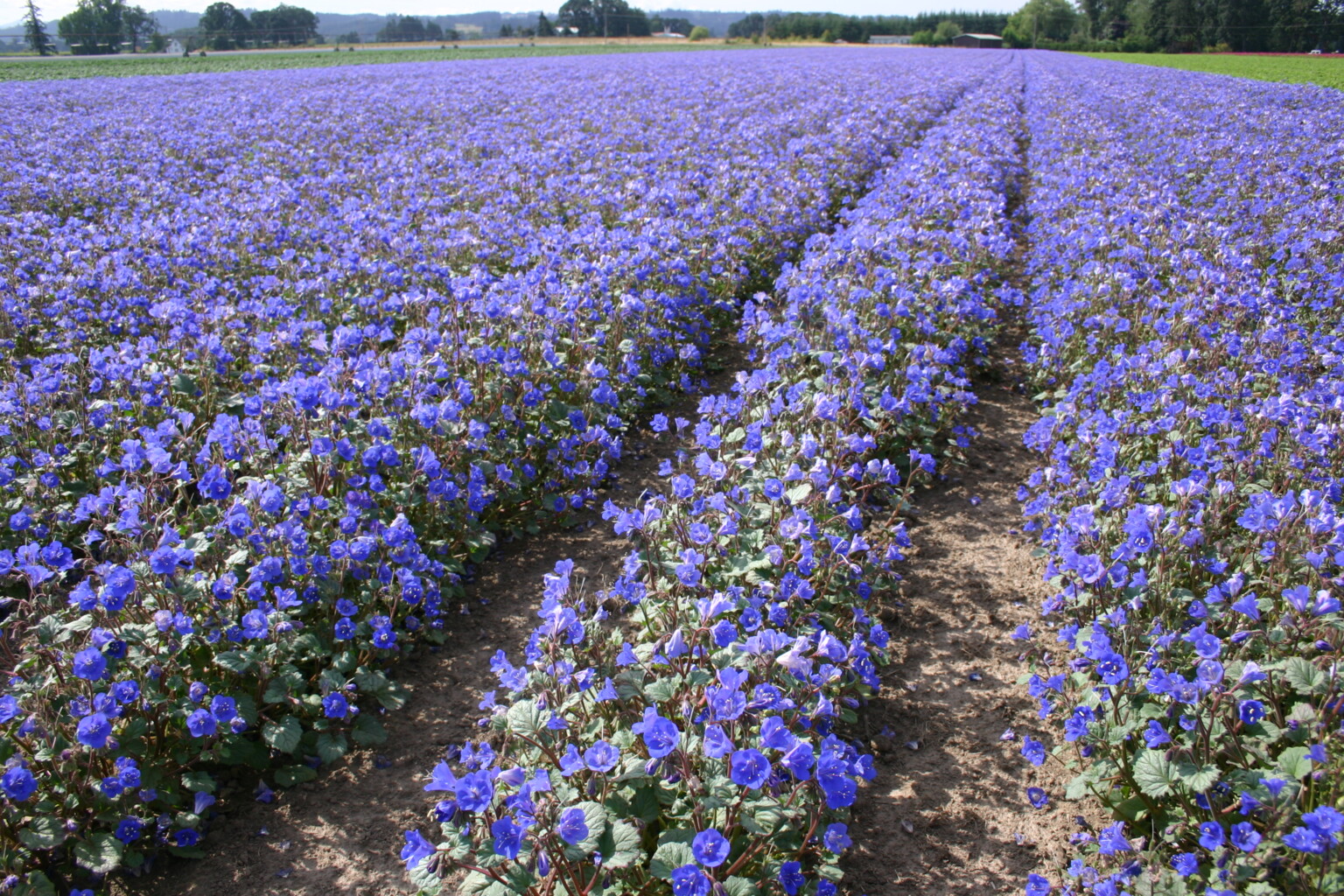 California Blue Bells (pack) - Grow Organic