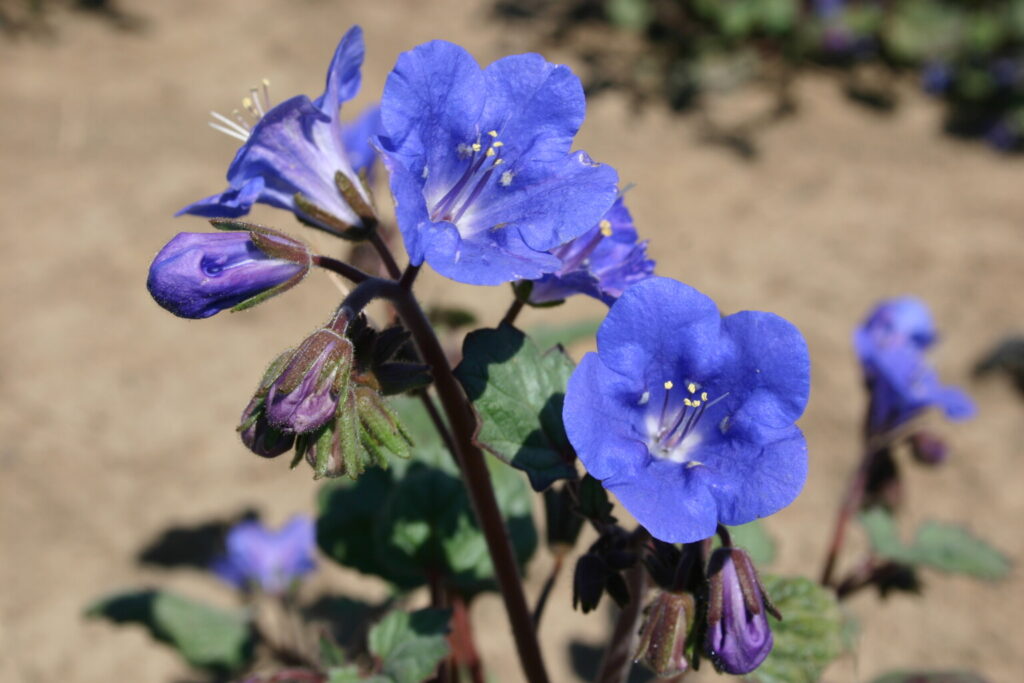 Silver Falls Seed Company - Phacelia - Bluebell California