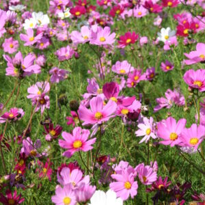 Silver Falls Seed Company - Cosmos - Bipinnatus Sensation Mix