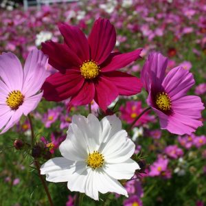 Cosmos Bipinnatus Sensation Mix