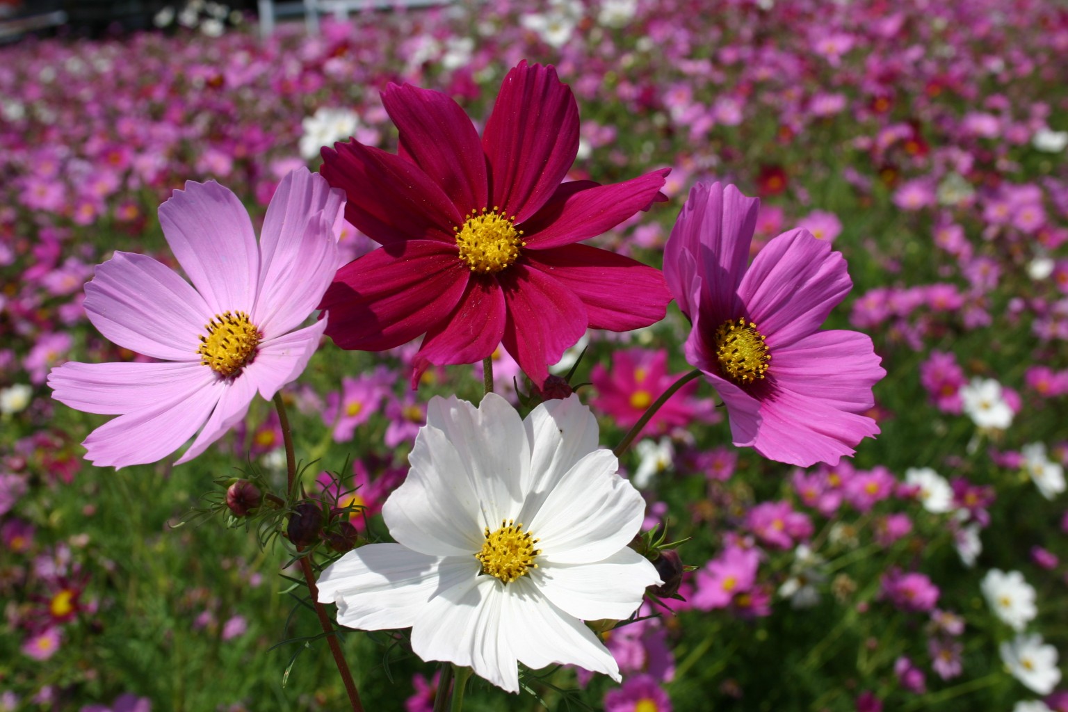 Silver Falls Seed Company Cosmos Bipinnatus Sensation Mix