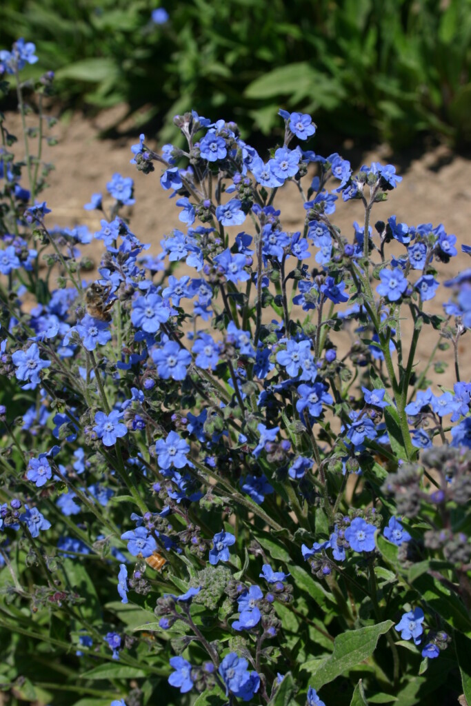 Silver Falls Seed Company - Chinese Forget-Me-Not - Blue