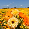 Calendula - Pacific Beauty Mix