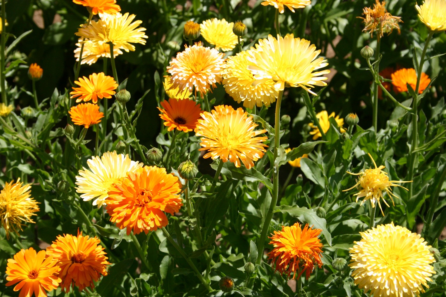 Calendula Pacific Mix Orange/Yellow Medicinal Flower ORGANIC~2 LIVE PLANTS/Plugs 
