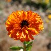 Calendula Touch of Red