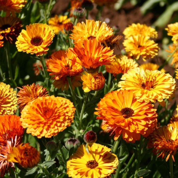 Silver Falls Seed Company - Calendula - Touch of Red