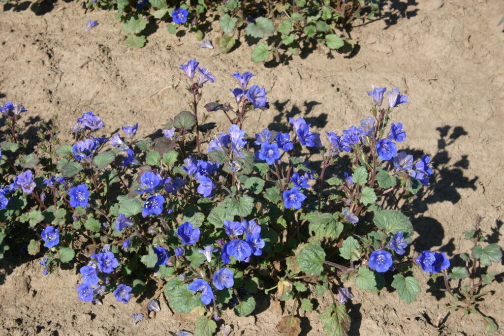 Silver Falls Seed Company Phacelia Bluebell California