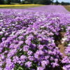 Candytuft - Dwarf Fairy Mix - Image 9
