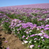 Candytuft - Dwarf Fairy Mix - Image 12