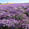 Candytuft - Dwarf Fairy Mix - Image 16