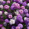 Candytuft - Dwarf Fairy Mix