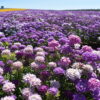 Candytuft - Dwarf Fairy Mix - Image 17