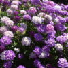Candytuft - Dwarf Fairy Mix - Image 18