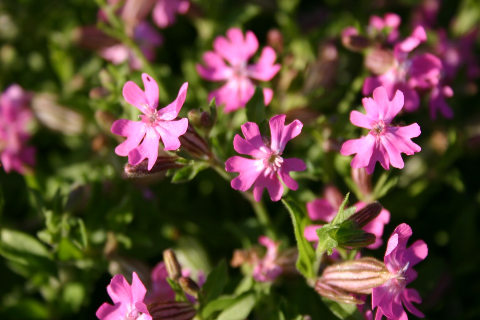 Silver Falls Seed Company - Orange Wildflower Mix