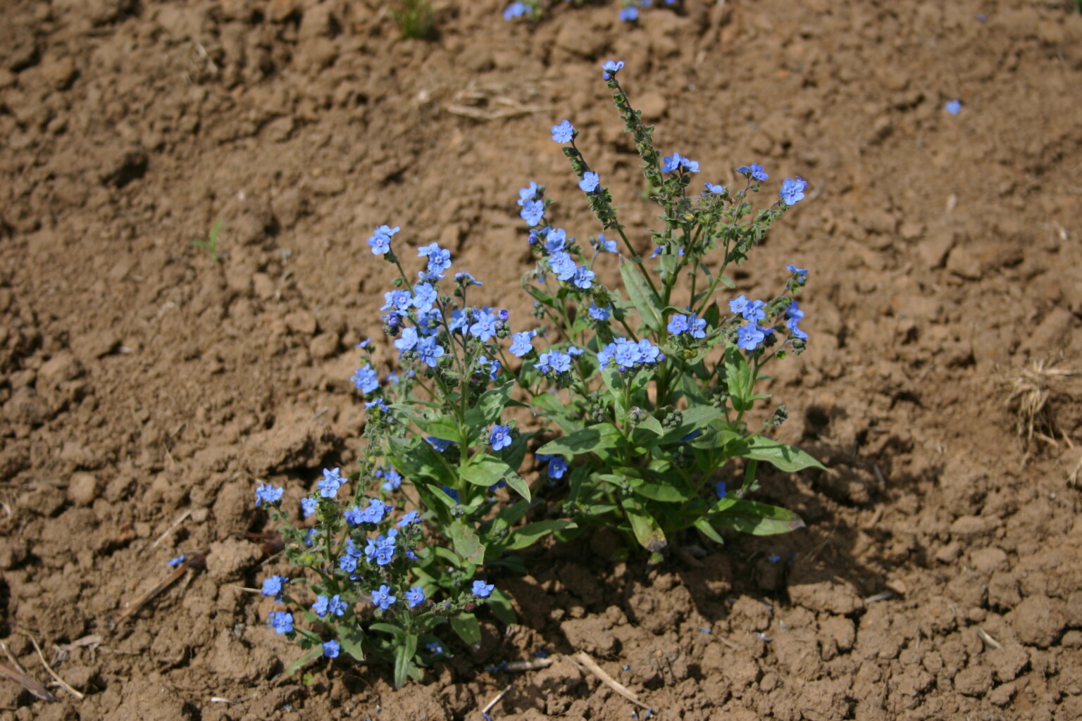 Silver Falls Seed Company Chinese Forget Me Not Blue