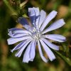 Chicory
