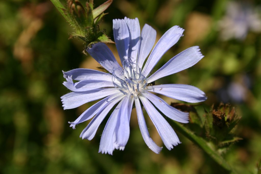 Silver Falls Seed Company Cascade Perennial Wildflower Mix