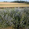 Chicory