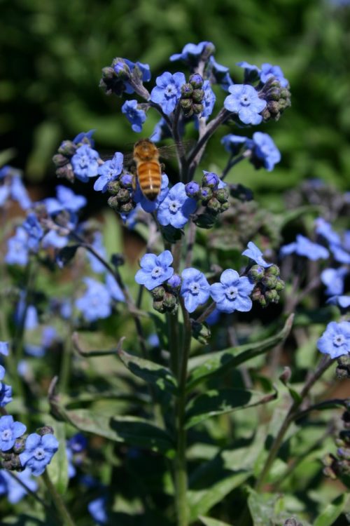 Chinese Forget-Me-Not Blue