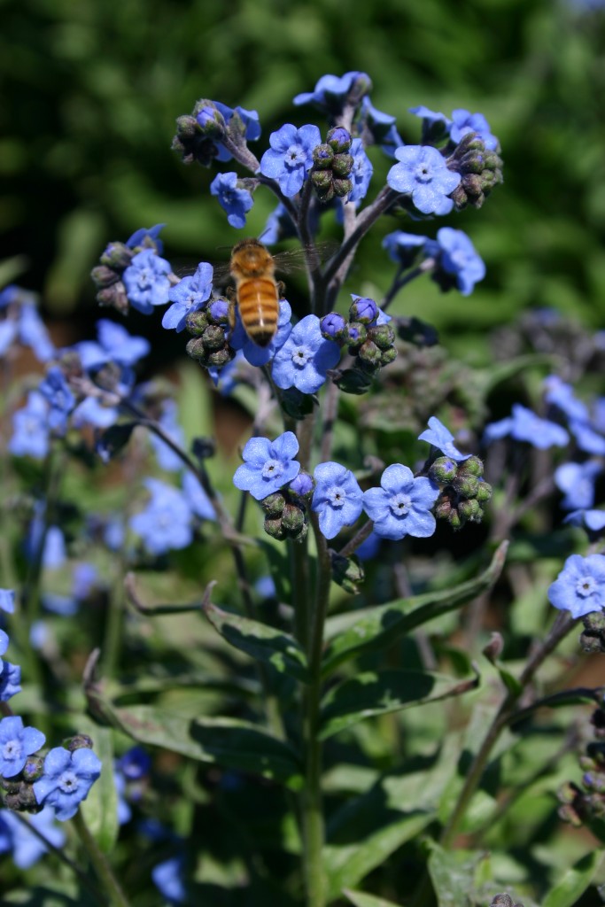 Silver Falls Seed Company Chinese Forget Me Not Blue