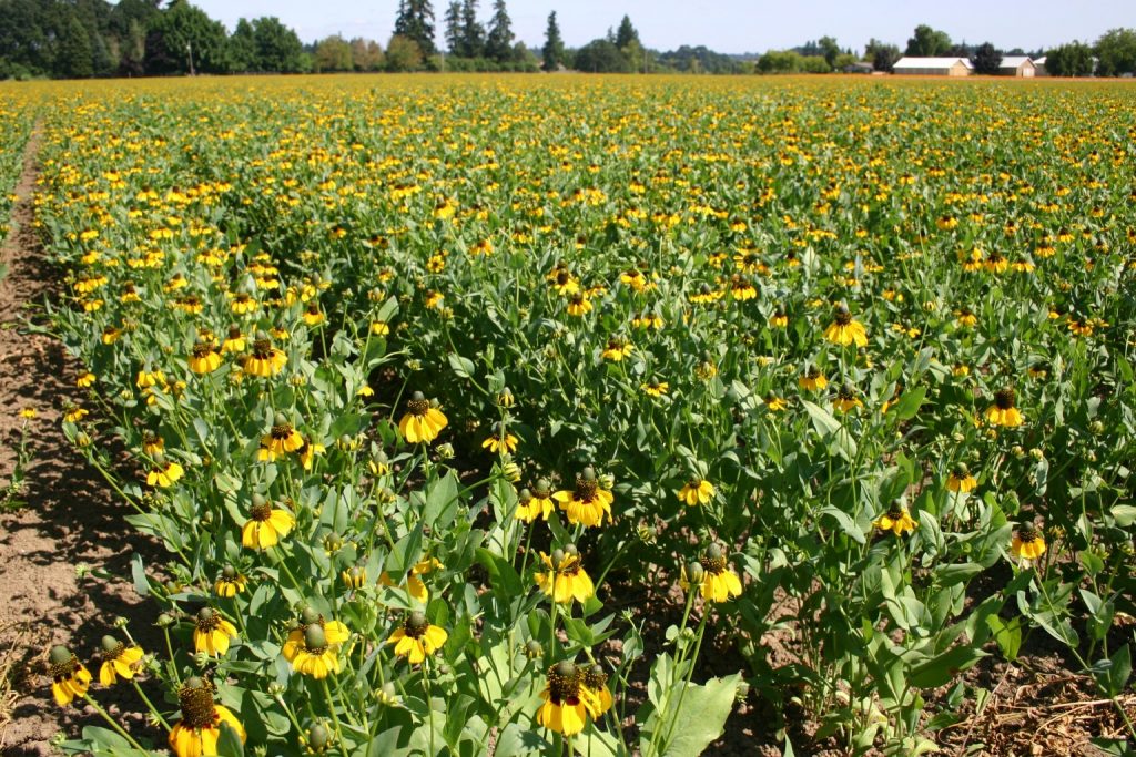 Silver Falls Seed Company - Coneflower - Clasping