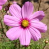 Cosmos - Bipinnatus Dwarf Pink with Red Center